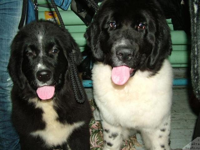 Фотография № 34986