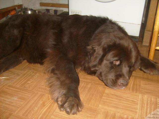 Фото: ньюфаундленд Fann'yuf Akudzyava Nazarovna (Фанньюф Акудзява Назаровна)