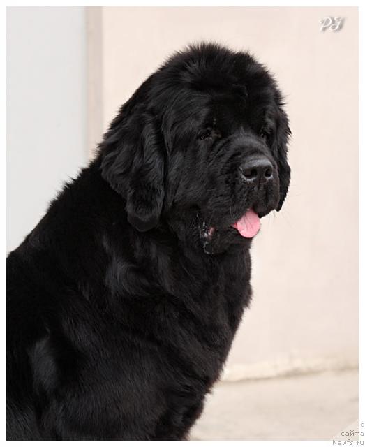 Фото: ньюфаундленд Plyushevaya Panda Kendra Dyurbahler Klab (Плюшевая Панда Кендра Дюрбахлер Клаб)