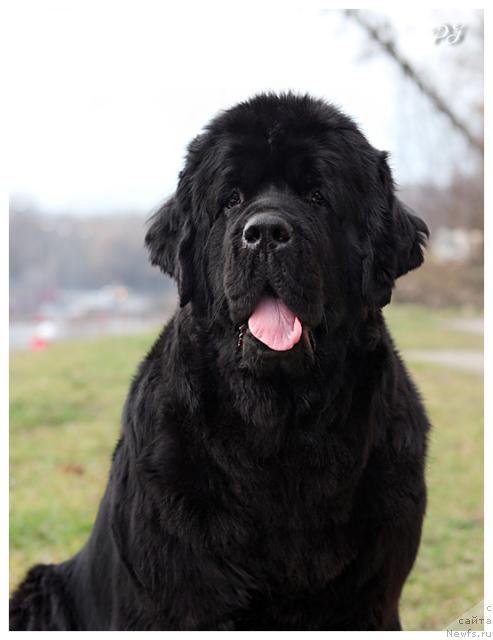 Фото: ньюфаундленд Plyushevaya Panda Kendra Dyurbahler Klab (Плюшевая Панда Кендра Дюрбахлер Клаб)