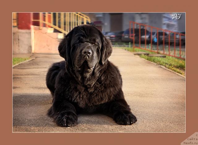 Фото: ньюфаундленд Giacomo vom Darius Land