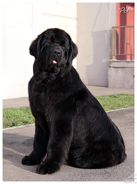 Фото: ньюфаундленд Giacomo vom Darius Land