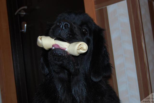 Фото: ньюфаундленд Formula Lyubvi ot Sibirskogo Medvedya (Формула Любви от Сибирского Медведя)