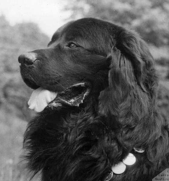 Фото: ньюфаундленд Zuray Dardji Bey (Зурай Дарджи Бей)