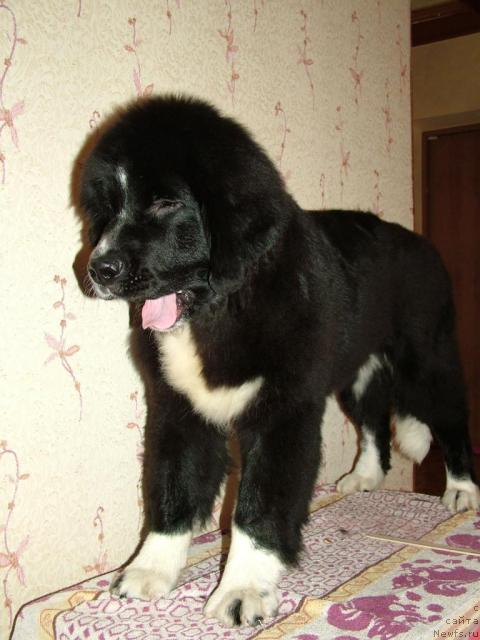 Фотография № 35039