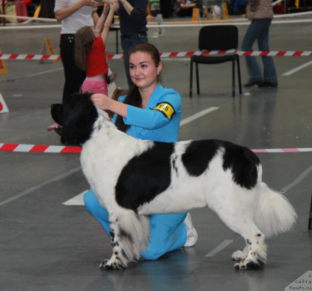 Фото: ньюфаундленд Plyushevaya Panda La Bella (Плюшевая Панда Ла Белла)