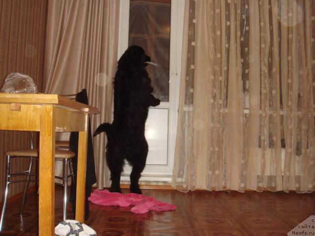 Фото: ньюфаундленд N'yufort Liya Obayatel'naya Kroshka (Ньюфорт Лия Обаятельная Крошка)