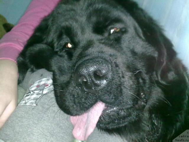 Фото: ньюфаундленд Velikiy Medved' Zagadka (Великий Медведь Загадка)