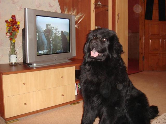 Фото: ньюфаундленд N'yufort Liya Obayatel'naya Kroshka (Ньюфорт Лия Обаятельная Крошка)