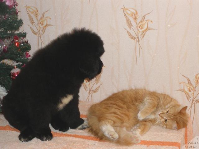 Фото: ньюфаундленд Beguschaya po Volnam Royal Flash (Бегущая по Волнам Роуал Флаш)