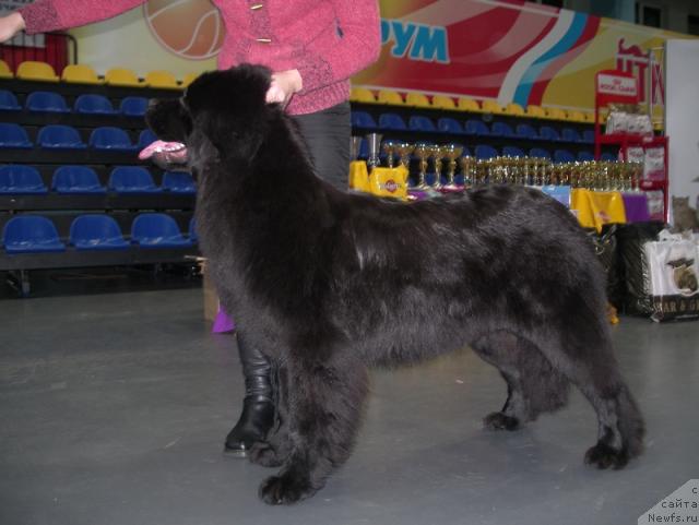 Фото: ньюфаундленд Ih Vyisochestvo Batterflyay Blyek Omeliya (Их Высочество Баттерфляй Блэк Омелия)