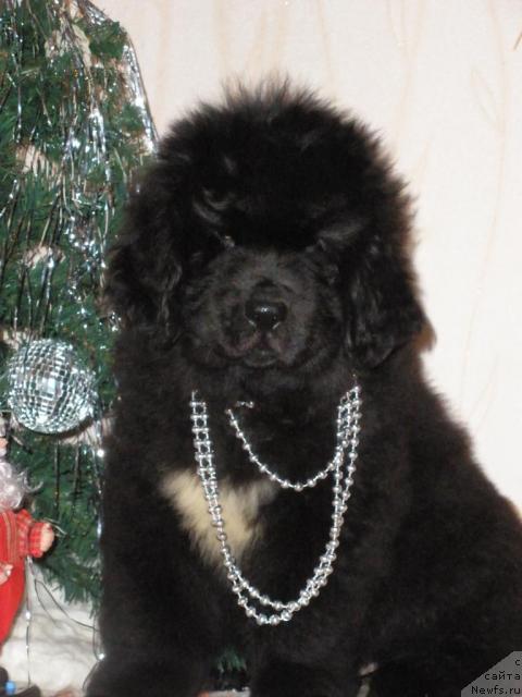 Фото: ньюфаундленд Beguschaya po Volnam Regatta Katti Sark (Бегущая по Волнам Регатта Катти Сарк)