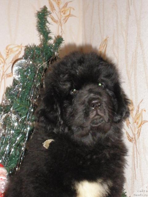 Фото: ньюфаундленд Beguschaya po Volnam Regatta Katti Sark (Бегущая по Волнам Регатта Катти Сарк)