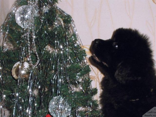 Фото: ньюфаундленд Beguschaya po Volnam Regatta Katti Sark (Бегущая по Волнам Регатта Катти Сарк)