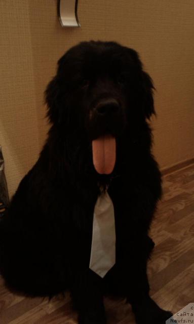 Фото: ньюфаундленд Graf Amur (Граф Амур)