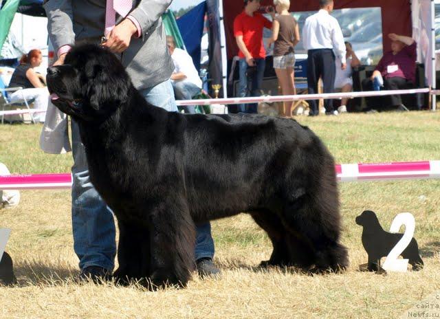 Фото: ньюфаундленд Skippers Only You for Smigar