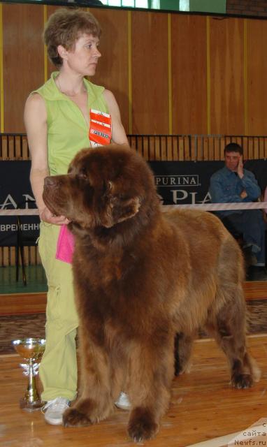 Фото: ньюфаундленд Schegol Filimon iz Medvejyego Yara (Щеголь Филимон из Медвежьего Яра), Elena Kropotova (Елена Кропотова)