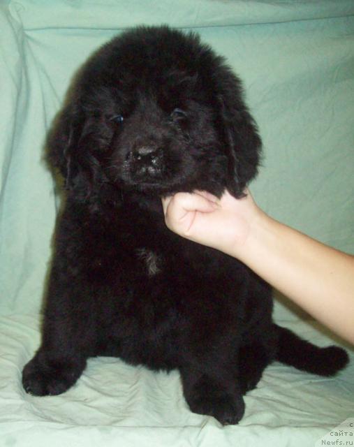 Фото: ньюфаундленд Oriflyeym SHarman SHik (Орифлэйм Шарман Шик)