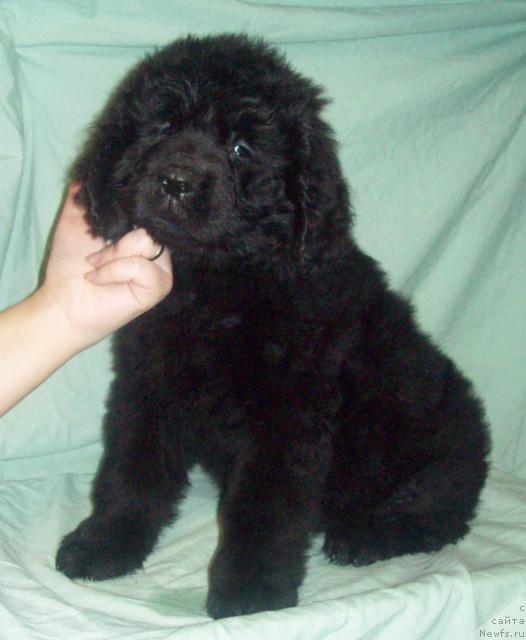 Фото: ньюфаундленд Oliviya Blek (Оливия Блек)