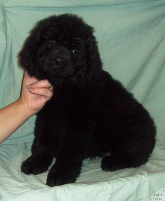 Фото: ньюфаундленд Osennyaya Eseniya (Осенняя Есения)