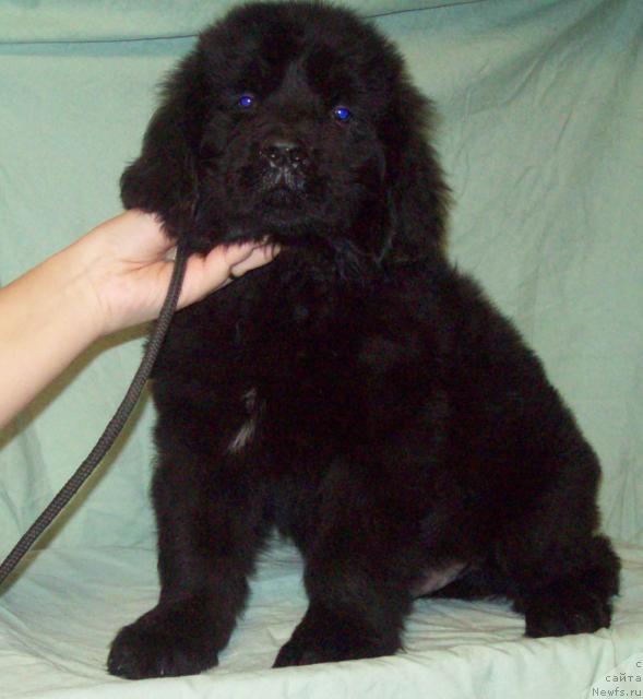 Фото: ньюфаундленд Okrujyonnyiy Lyubov'yu (Окружённый Любовью)