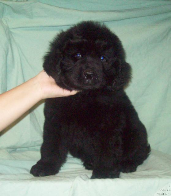 Фото: ньюфаундленд Osenniy Poceluy (Осенний Поцелуй)