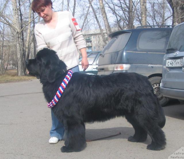 Фото: ньюфаундленд Shon O'Konnori Agent 007 (Шон О'Коннори Агент 007)