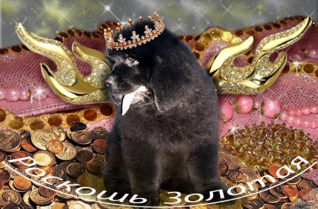 Фото: ньюфаундленд Roskosh' Zolotaya (Роскошь Золотая)