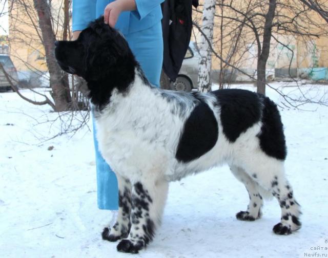 Фото: ньюфаундленд Kiper Soul Elizaveta (Кипер Соул Елизавета)
