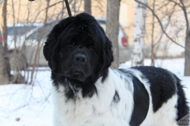 Фотография № 35103