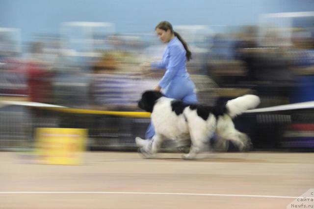 Фото: ньюфаундленд Super Bizon Argo (Супер Бизон Арго)