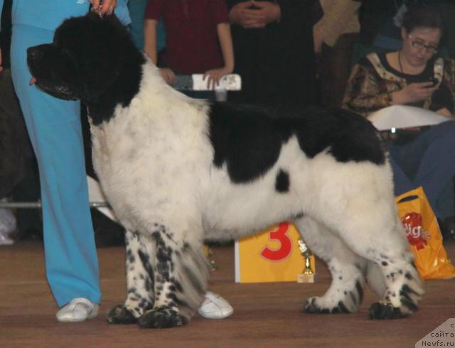 Фотография № 35108