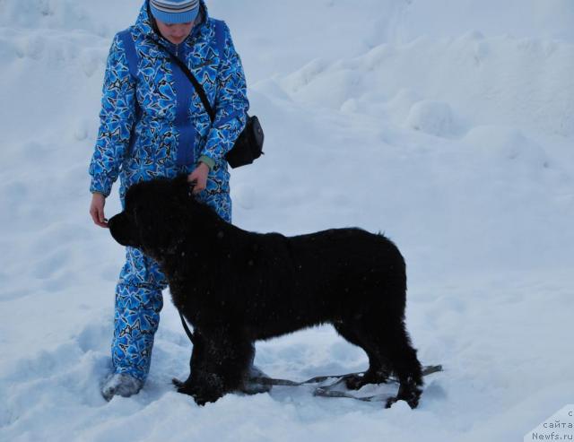 Фото: ньюфаундленд Formula Lyubvi ot Sibirskogo Medvedya (Формула Любви от Сибирского Медведя)