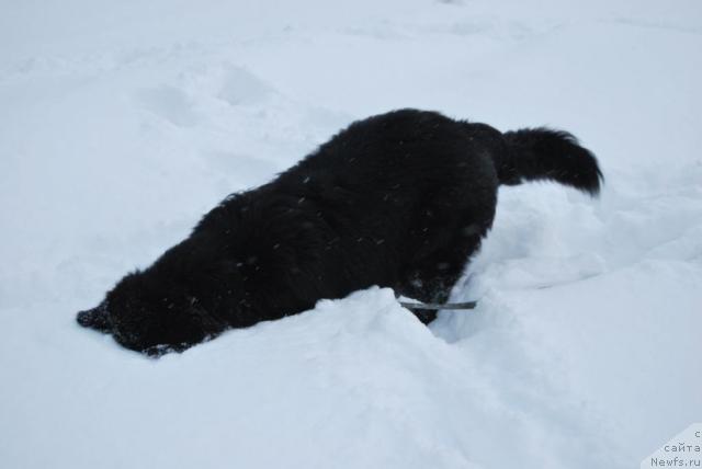Фото: ньюфаундленд Formula Lyubvi ot Sibirskogo Medvedya (Формула Любви от Сибирского Медведя)