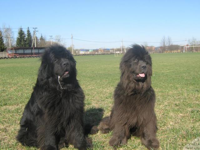 Фото: ньюфаундленд Severtan Svetskaya L'vica (Севертан Светская Львица), ньюфаундленд Bombastik from Bomberland
