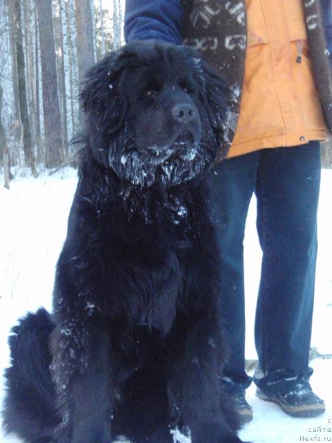 Фото: ньюфаундленд N'yufort Lyubimaya Zabava (Ньюфорт Любимая Забава)