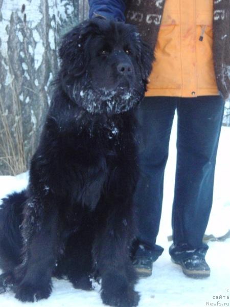Фото: ньюфаундленд N'yufort Lyubimaya Zabava (Ньюфорт Любимая Забава)