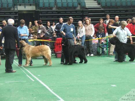 Фото: ньюфаундленд Plushevaya Panda Borislav (Плюшевая Панда Борислав)