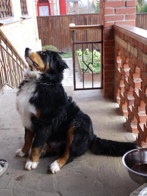 Фото: Зенненхунд России Капитан Джим