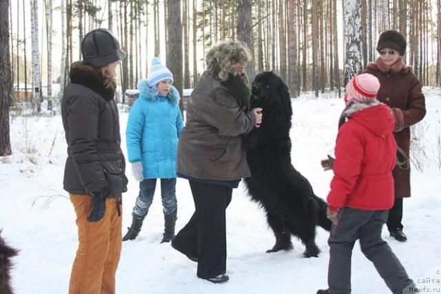 Фото: ньюфаундленд Blek Dolli Peyv Black (Блэк Долли Пейв Блэк)