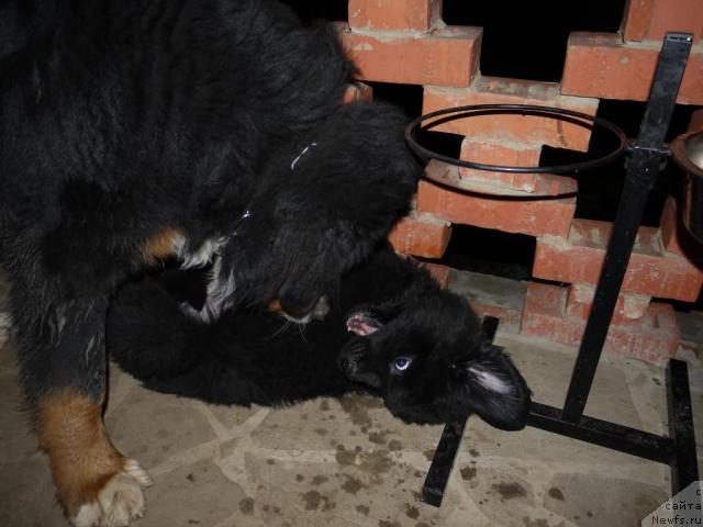 Фото: ньюфаундленд Myedjikal Oushen Dip Lav (Мэджикал Оушен Дип Лав), Зенненхунд России Капитан Джим