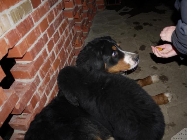 Фото: ньюфаундленд Myedjikal Oushen Dip Lav (Мэджикал Оушен Дип Лав), Зенненхунд России Капитан Джим