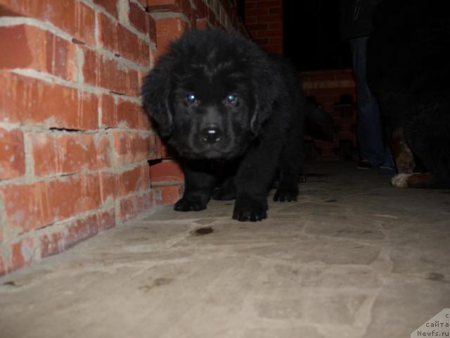 Фото: ньюфаундленд Myedjikal Oushen Dip Lav (Мэджикал Оушен Дип Лав)