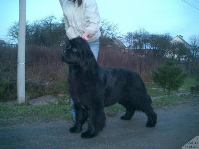 Фото: ньюфаундленд Glendzhoah Ekso (Гленджоан Эксо)