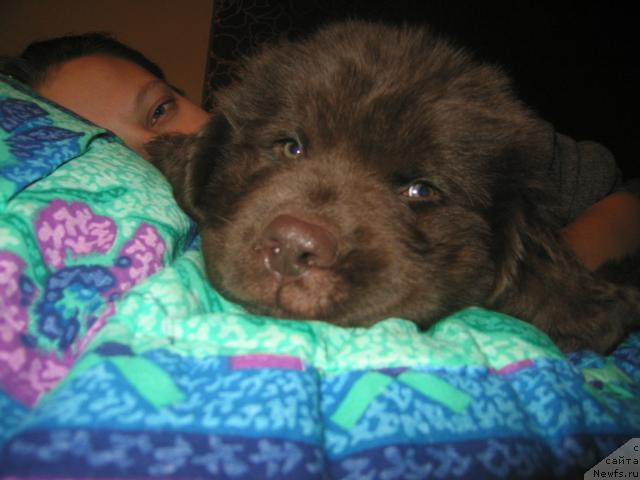 Фото: Oksana Muzyichuk (Оксана Музычук), ньюфаундленд Vindzorskaya Prokaznica Lava (Виндзорская Проказница Лава)