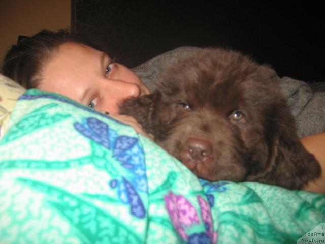 Фото: ньюфаундленд Vindzorskaya Prokaznica Lava (Виндзорская Проказница Лава), Oksana Muzyichuk (Оксана Музычук)