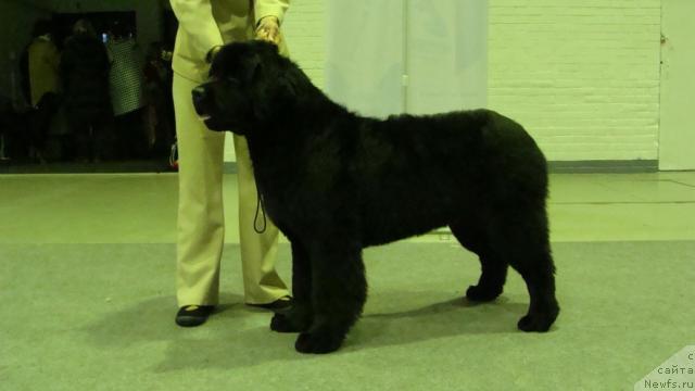 Фото: ньюфаундленд Fairweathers Rare and Precious