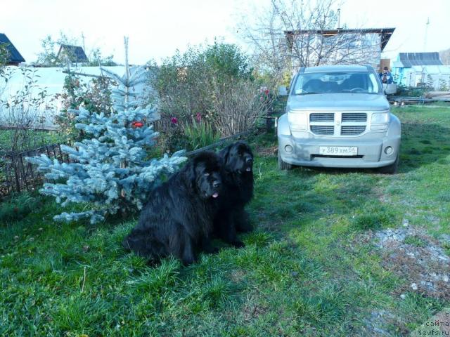 Фото: ньюфаундленд Moroz-Voevoda ot Sibirskogo Medvedya (Мороз-Воевода от Сибирского Медведя), ньюфаундленд Simuran ot Sibirskogo Medvedya (Симуран от Сибирского Медведя), ньюфовозка Додж