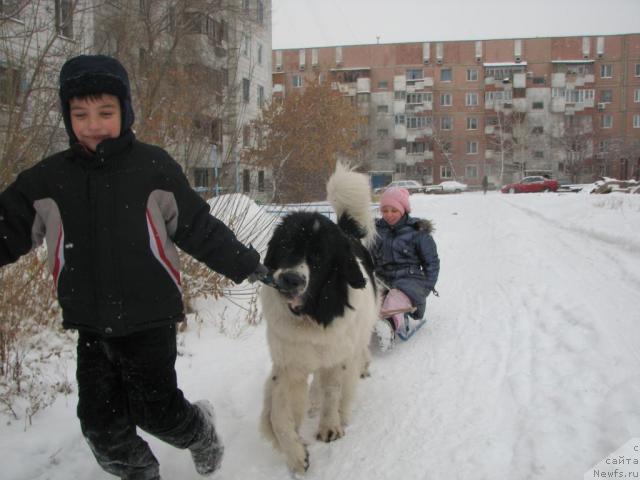 Фото: ньюфаундленд Lord Luxemburg Ayular iz Tihogo Omuta (Лорд Люксембург Аюлар из Тихого Омута), Юрочка Пеньковский