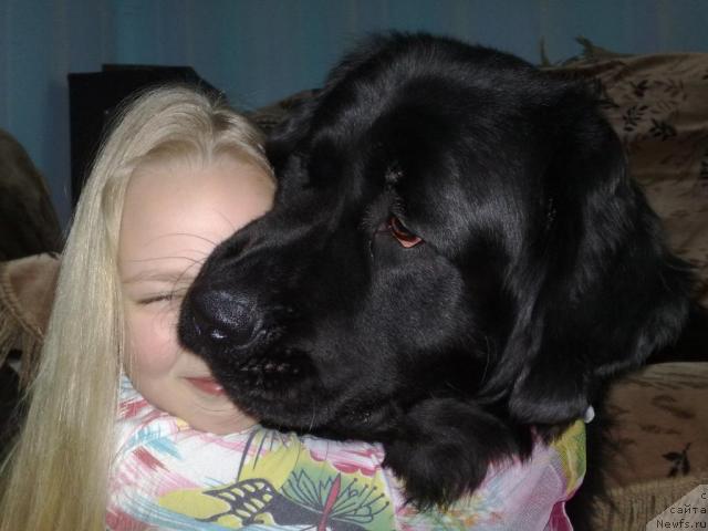 Фото: ньюфаундленд Velikiy Medved' Zagadka (Великий Медведь Загадка)